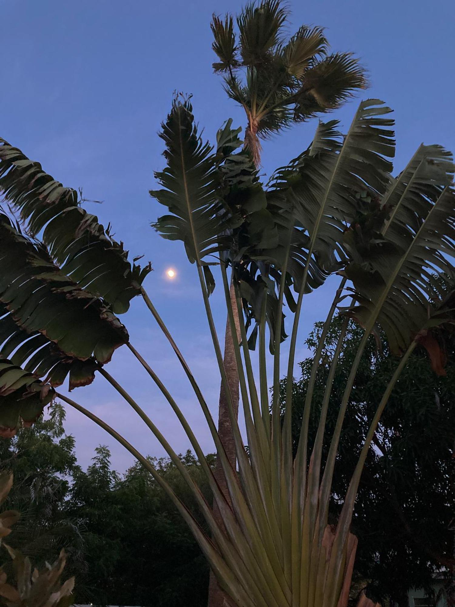 Woodstock Palmresort Curacao ウィレムスタッド エクステリア 写真